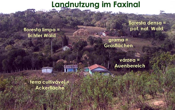 Geoökologische Untersuchungen der Weidenutzung des Araukarienwaldes innerhalb ländlicher Faxinal Siedlungen in Paraná (Südbrasilien)